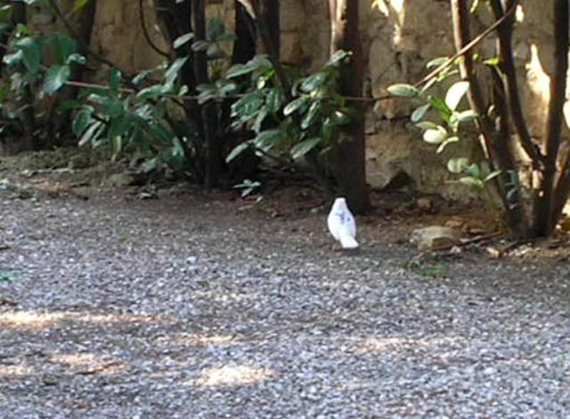 Merlo Turdus merula quasi totalmente albino